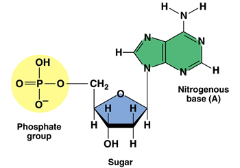 Nucleoside & Nucleotide