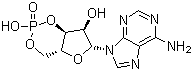 Adenosine 3′,5′-cyclic monophosphate CAS 60-92-4 Adenosine 3′,5′-cyclic monophosphate CAS 60-92-4