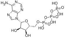 Adenosine 5′-triphosphate CAS 56-65-5 Adenosine 5′-triphosphate CAS 56-65-5