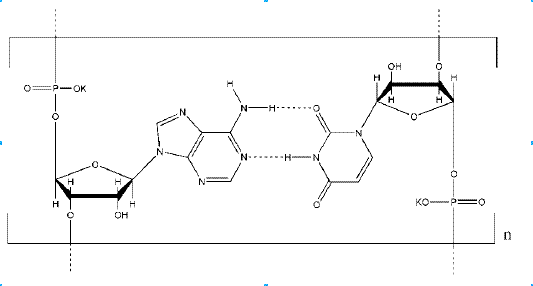 Polyadenosinic – Polyuridinic acid potassium salt CAS 86828-72-0