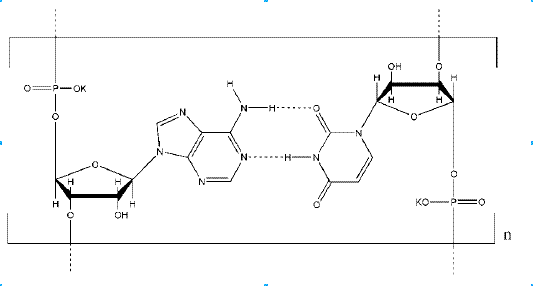 Polyadenosinic – Polyuridinic acid potassium salt CAS 86828-72-0 Polyadenosinic – Polyuridinic acid potassium salt CAS 86828-72-0