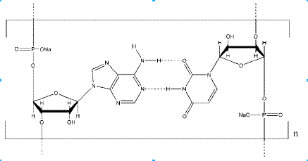 Polyadenosinic – Polyuridinic acid sodium salt CAS 24936-38-7