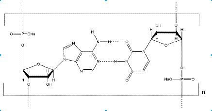 Polyadenosinic – Polyuridinic acid sodium salt CAS 24936-38-7 Polyadenosinic – Polyuridinic acid sodium salt CAS 24936-38-7