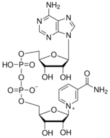 beta-NAD CAS 53-84-9 beta-NAD CAS 53-84-9