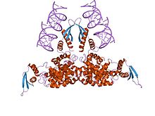 RNase III CAS UENA-0194 RNase III CAS UENA-0194