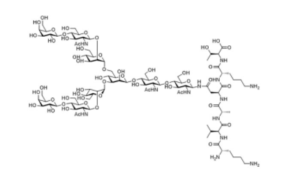Asialo Sialylglycopeptide CAS 361443-81-4 Asialo Sialylglycopeptide CAS 361443-81-4