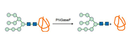 Glycopeptidase CAS UENA-0200 Glycopeptidase CAS UENA-0200