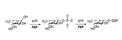 L-fucokinase-GDP-fucose pyrophos-phorylase CAS UENA-0202 L-fucokinase-GDP-fucose pyrophos-phorylase CAS UENA-0202