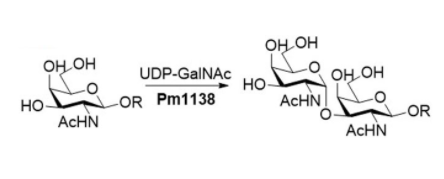 α1,3-N-acetylgalactosaminyltransferase CAS UENA-0206