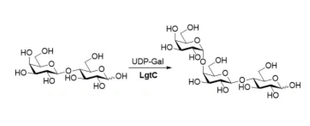 α1,4-galactosyltransferase CAS UENA-0210