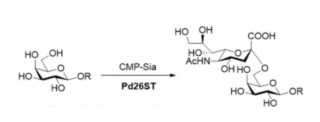 α2 6-sialyltransferase CAS UENA-0215