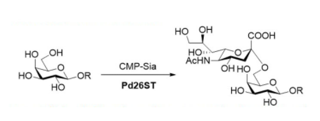 α2 6-sialyltransferase CAS UENA-0215 α2 6-sialyltransferase CAS UENA-0215