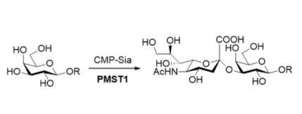α2,3-sialyltransferase CAS UENA-0214 α2,3-sialyltransferase CAS UENA-0214