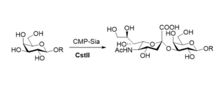 α2,8-sialyltransferase CAS UENA-0213