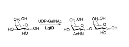 β1,3-N-acetylgalactosaminyltransferase CAS UENA-0209 β1,3-N-acetylgalactosaminyltransferase CAS UENA-0209
