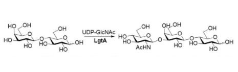 β1,3-N-acetylhexaminyltransferase CAS UENA-0212