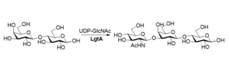 β1,3-N-acetylhexaminyltransferase CAS UENA-0212 β1,3-N-acetylhexaminyltransferase CAS UENA-0212