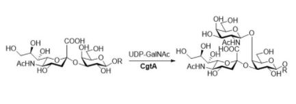 β1,4-N-acetylgalactosaminyltransferase CAS UENA-0208 β1,4-N-acetylgalactosaminyltransferase CAS UENA-0208