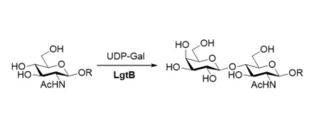 β1,4-galactosyltransferase CAS UENA-0211
