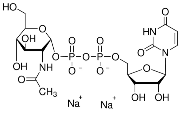 UDP-N-acetylglucosamine CAS 91183-98-1 UDP-N-acetylglucosamine CAS 91183-98-1